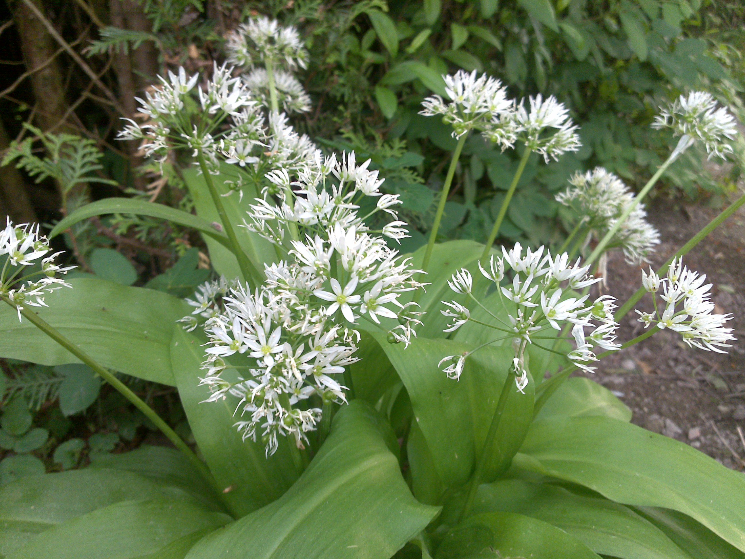 Baerlauch-Allium ursinum – pflanzn.de